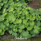 Lady’s Mantle (Alchemilla Mollis) - 50 Seeds - Southern Seed Exchange