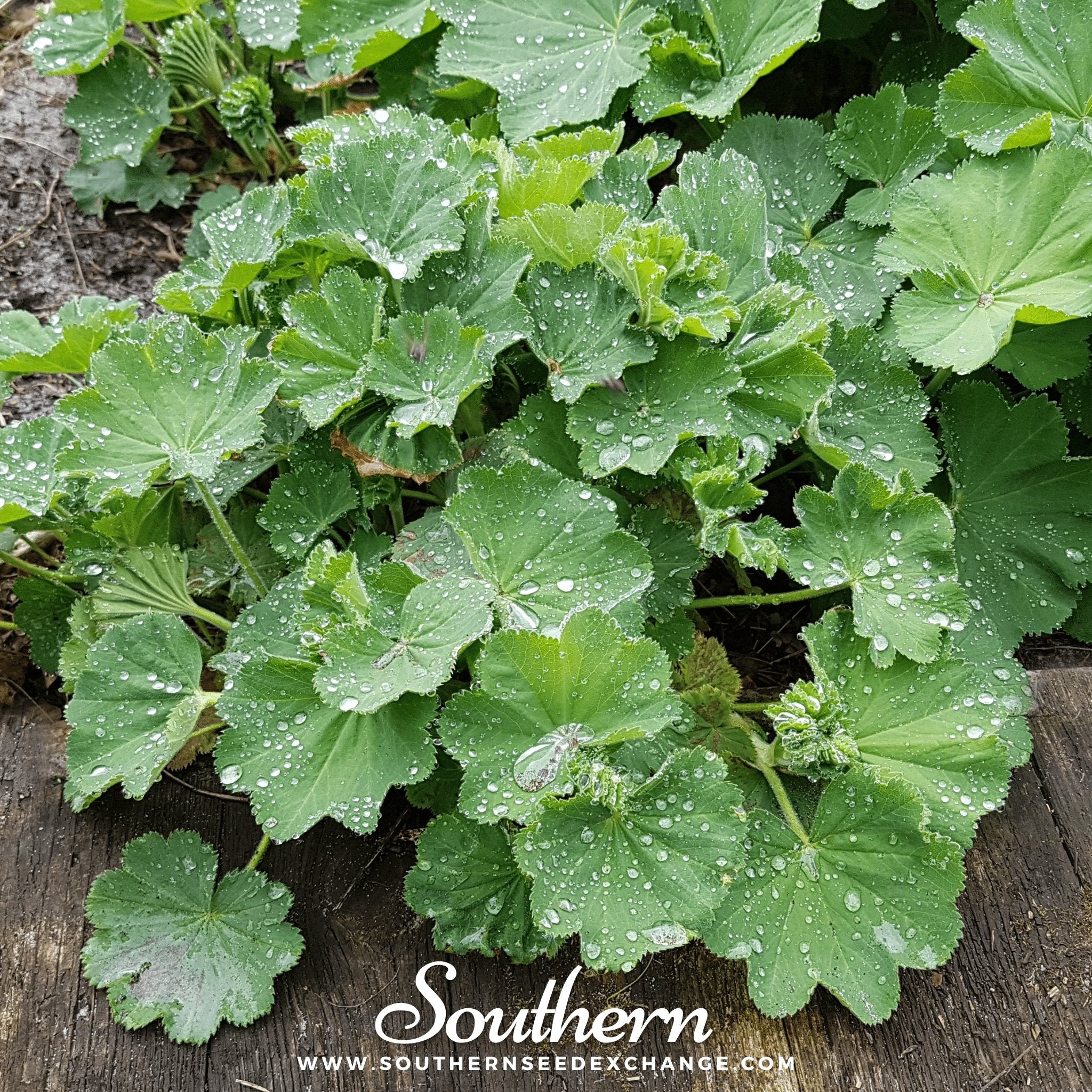 Lady’s Mantle (Alchemilla Mollis) - 50 Seeds - Southern Seed Exchange