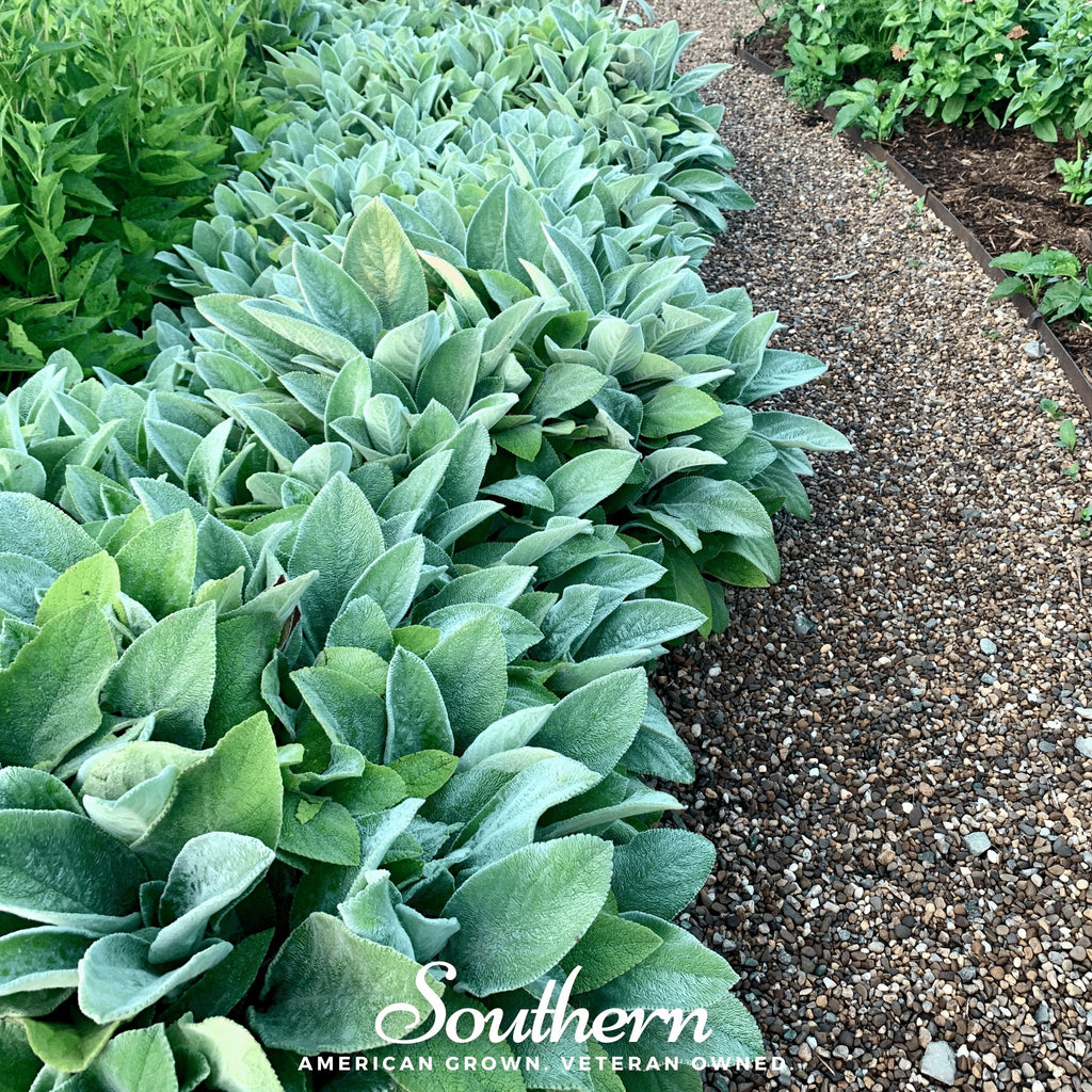 Lamb's Ear (Stachys byzantina) - 50 Seeds - Southern Seed Exchange