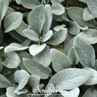 Lamb's Ear (Stachys byzantina) - 50 Seeds - Southern Seed Exchange