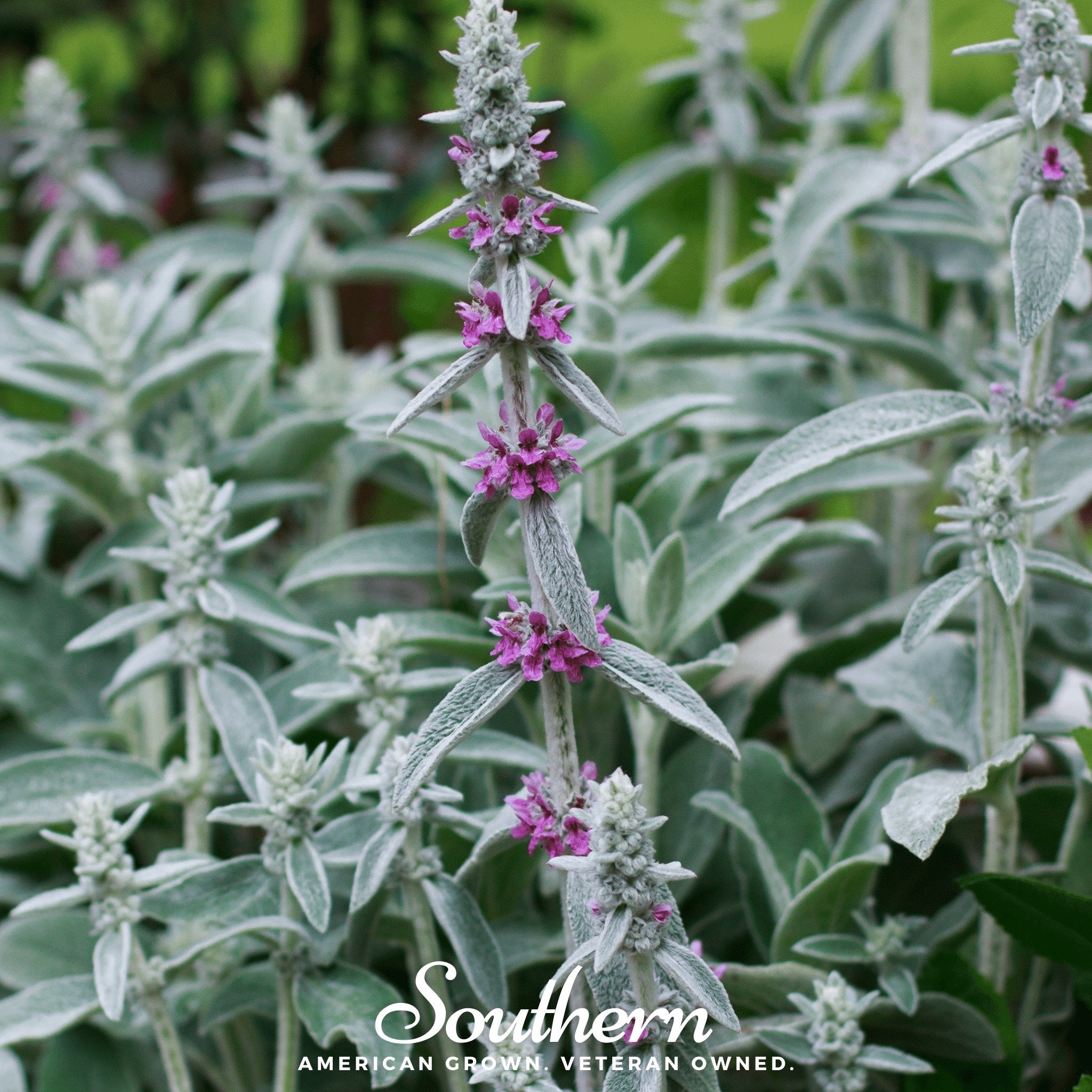 Lamb's Ear (Stachys byzantina) - 50 Seeds - Southern Seed Exchange