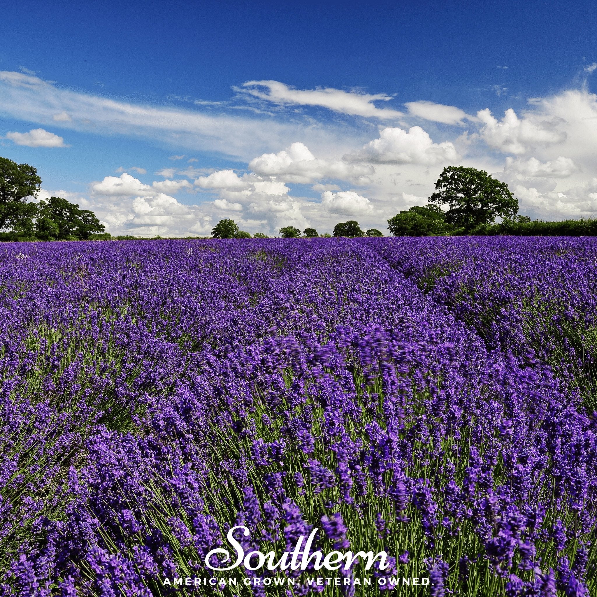 Lavender, English (Lavandula angustifolia) -100 Seeds - Southern Seed Exchange