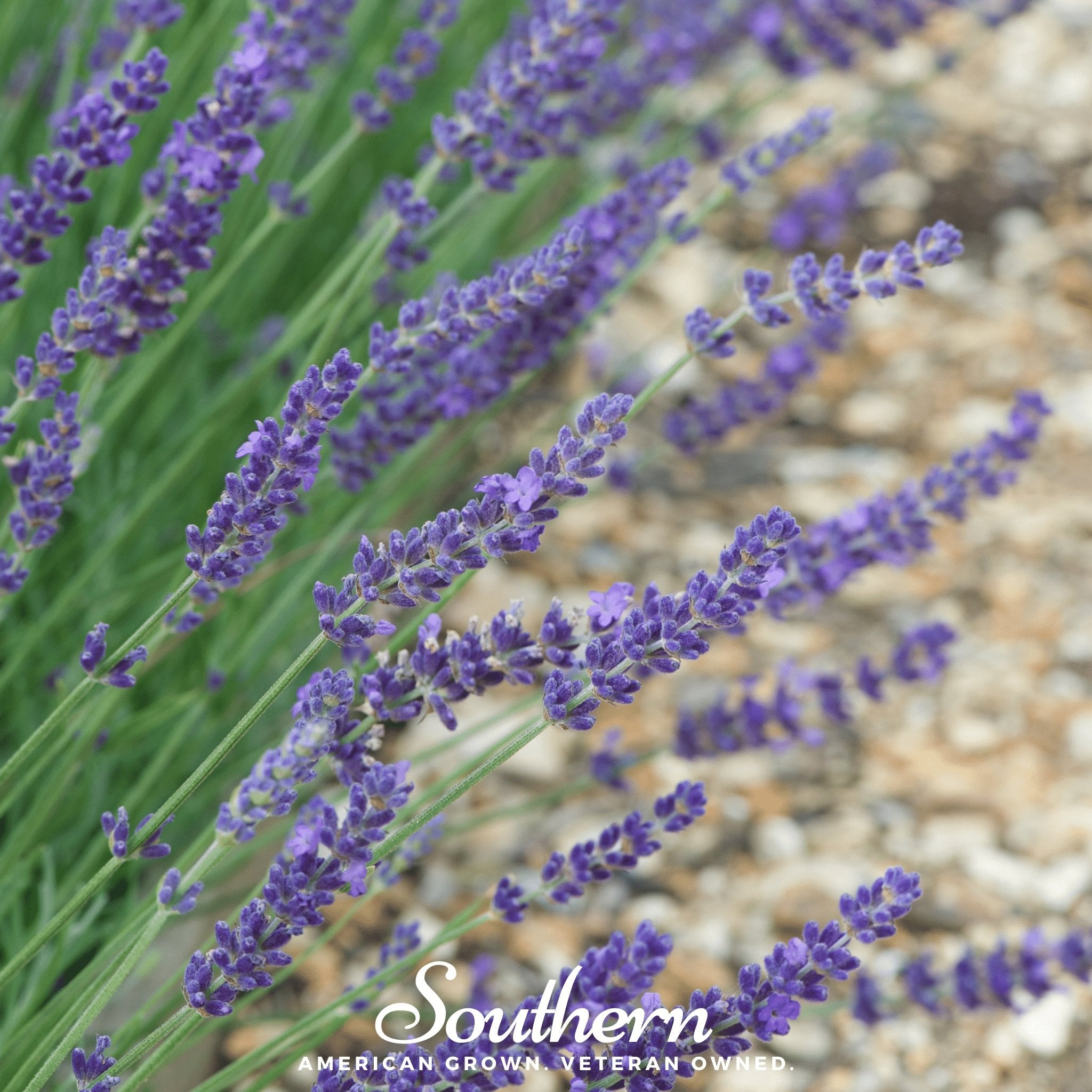 Lavender, English (Lavandula angustifolia) -100 Seeds - Southern Seed Exchange