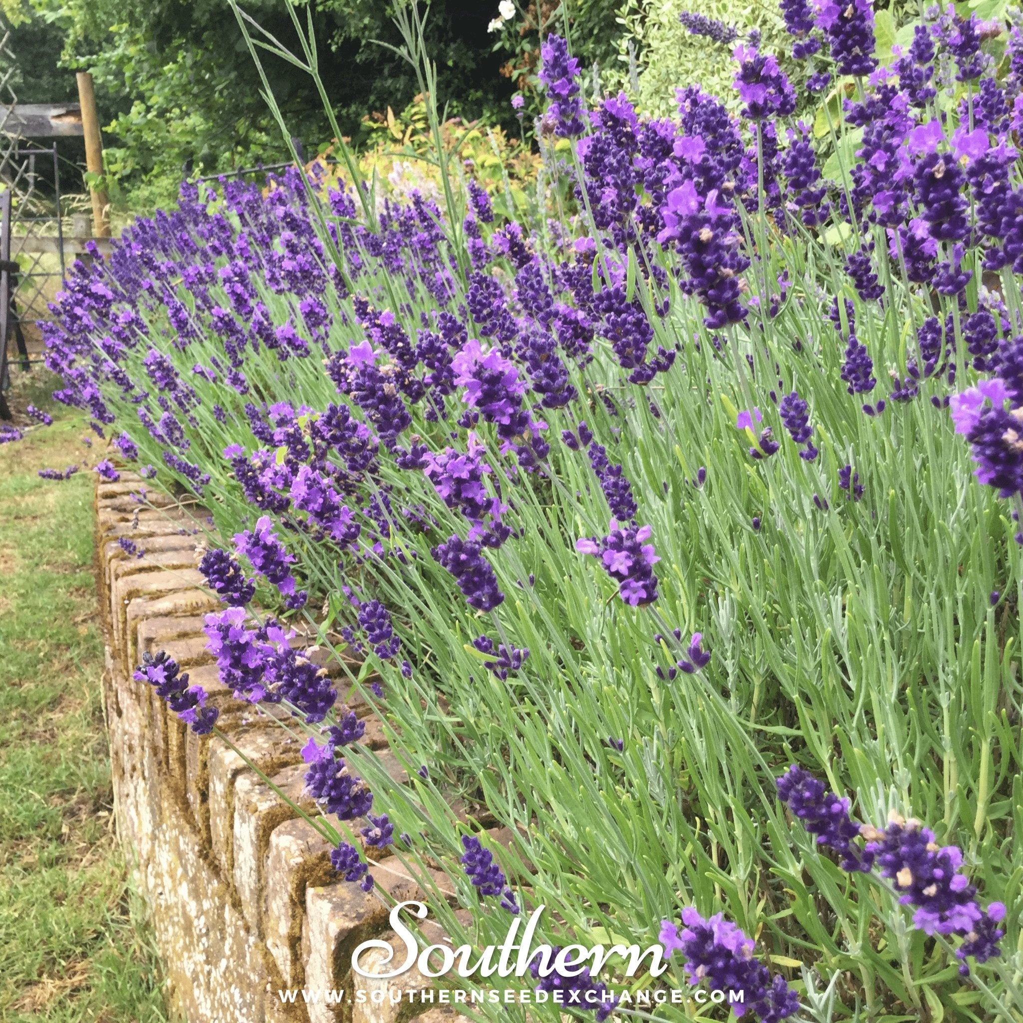 Lavender, Hidcote (Lavandula Angustifolia Hicote) - 50 Seeds - Southern Seed Exchange