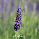 Lavender, Hidcote (Lavandula Angustifolia Hicote) - 50 Seeds - Southern Seed Exchange