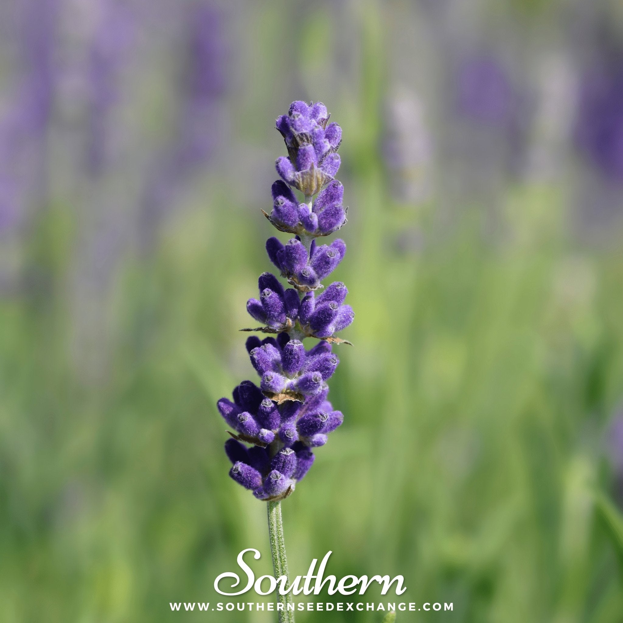 Lavender, Hidcote (Lavandula Angustifolia Hicote) - 50 Seeds - Southern Seed Exchange