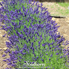 Lavender, Hidcote (Lavandula Angustifolia Hicote) - 50 Seeds - Southern Seed Exchange