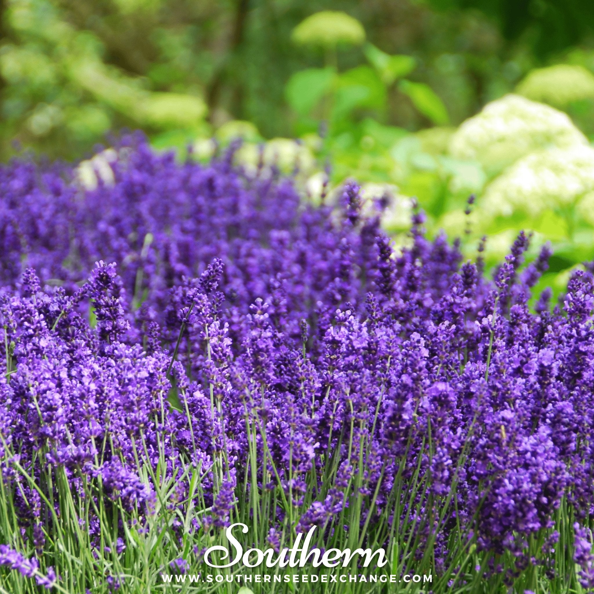 Lavender, Hidcote (Lavandula Angustifolia Hicote) - 50 Seeds - Southern Seed Exchange