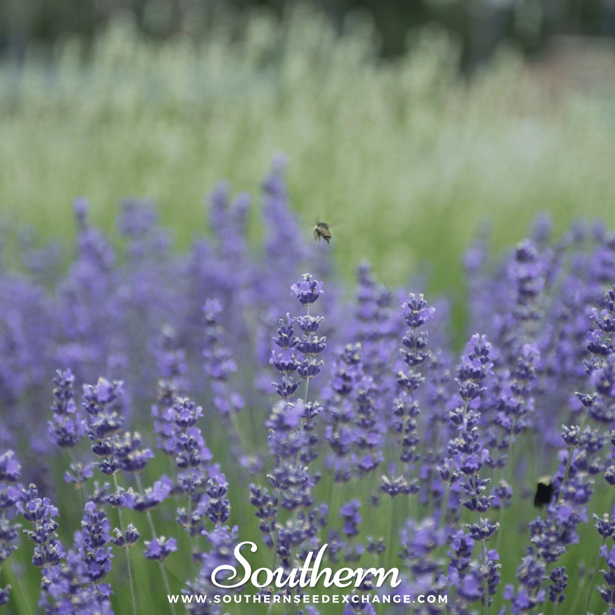 Lavender, Munstead (Lavandula angustifolia) - 50 Seeds - Southern Seed Exchange