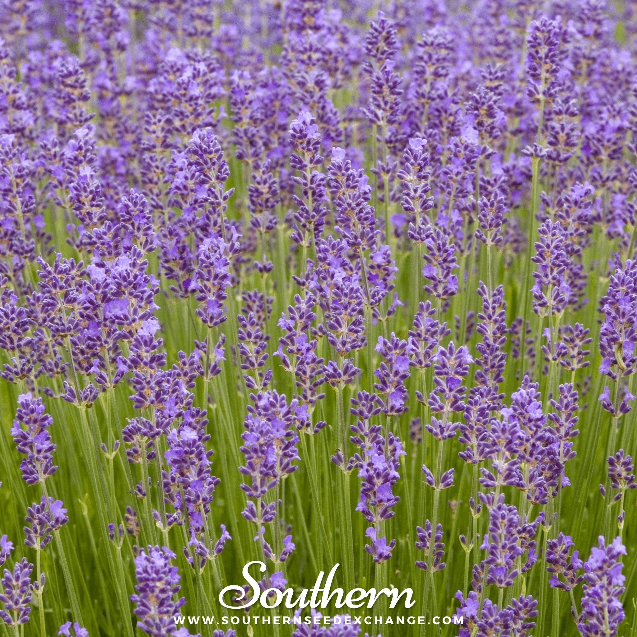 Lavender, Munstead (Lavandula angustifolia) - 50 Seeds - Southern Seed Exchange