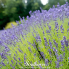 Lavender, Munstead (Lavandula angustifolia) - 50 Seeds - Southern Seed Exchange