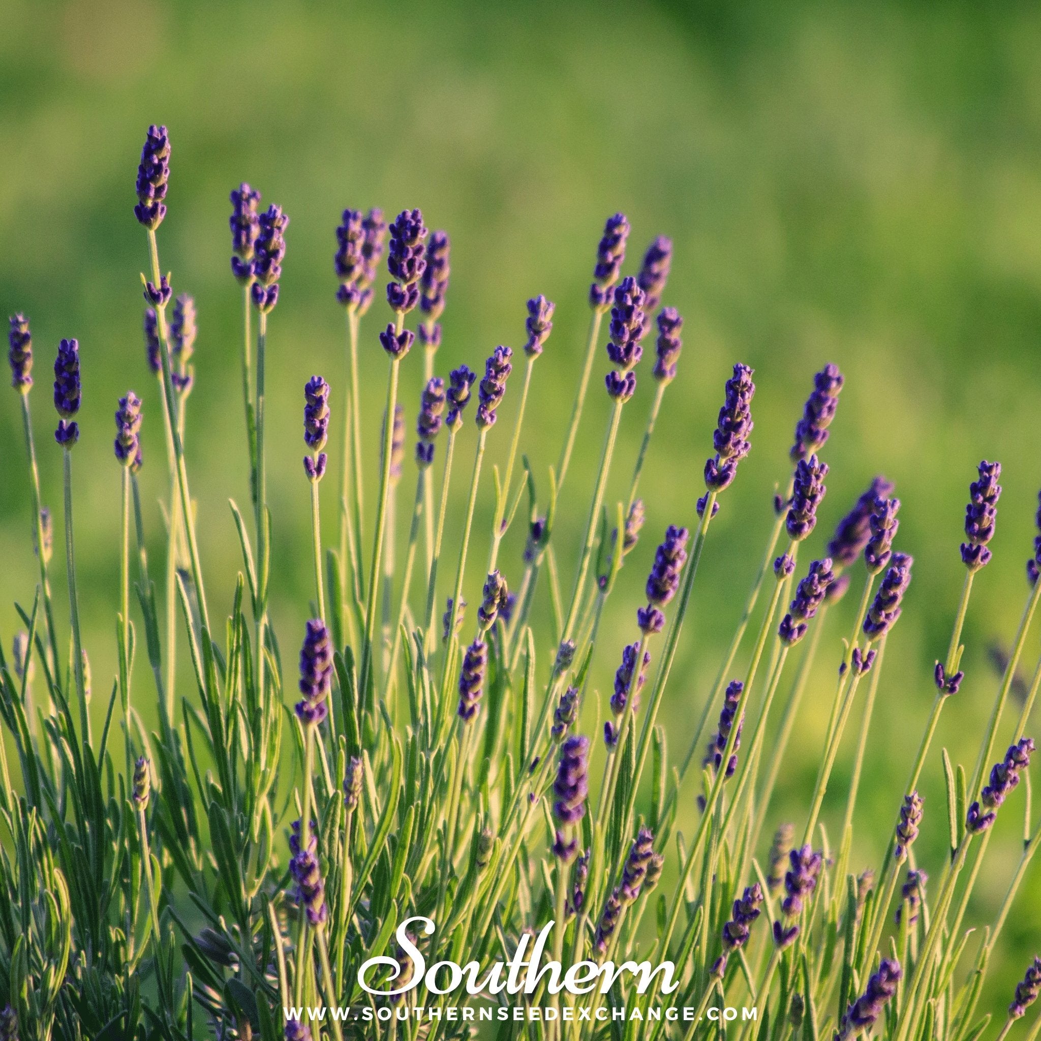 Lavender, Munstead (Lavandula angustifolia) - 50 Seeds - Southern Seed Exchange