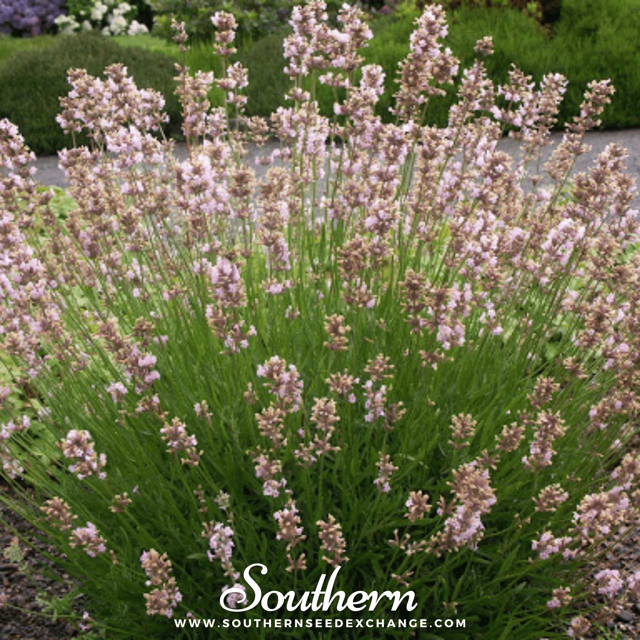 Lavender, Pink (Lavandula angustifolia rosea) - 20 Seeds - Southern Seed Exchange