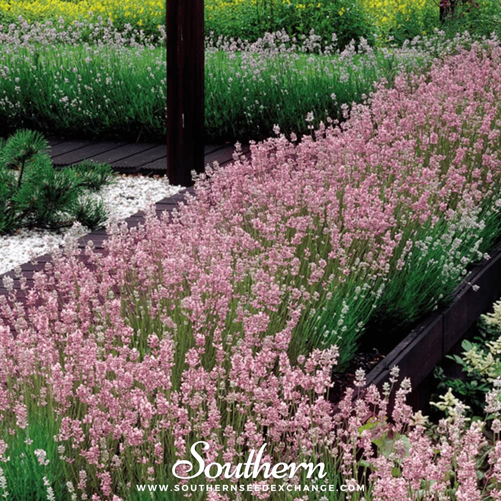 Lavender, Pink (Lavandula angustifolia rosea) - 20 Seeds - Southern Seed Exchange