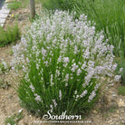 Lavender, Pink (Lavandula angustifolia rosea) - 20 Seeds - Southern Seed Exchange