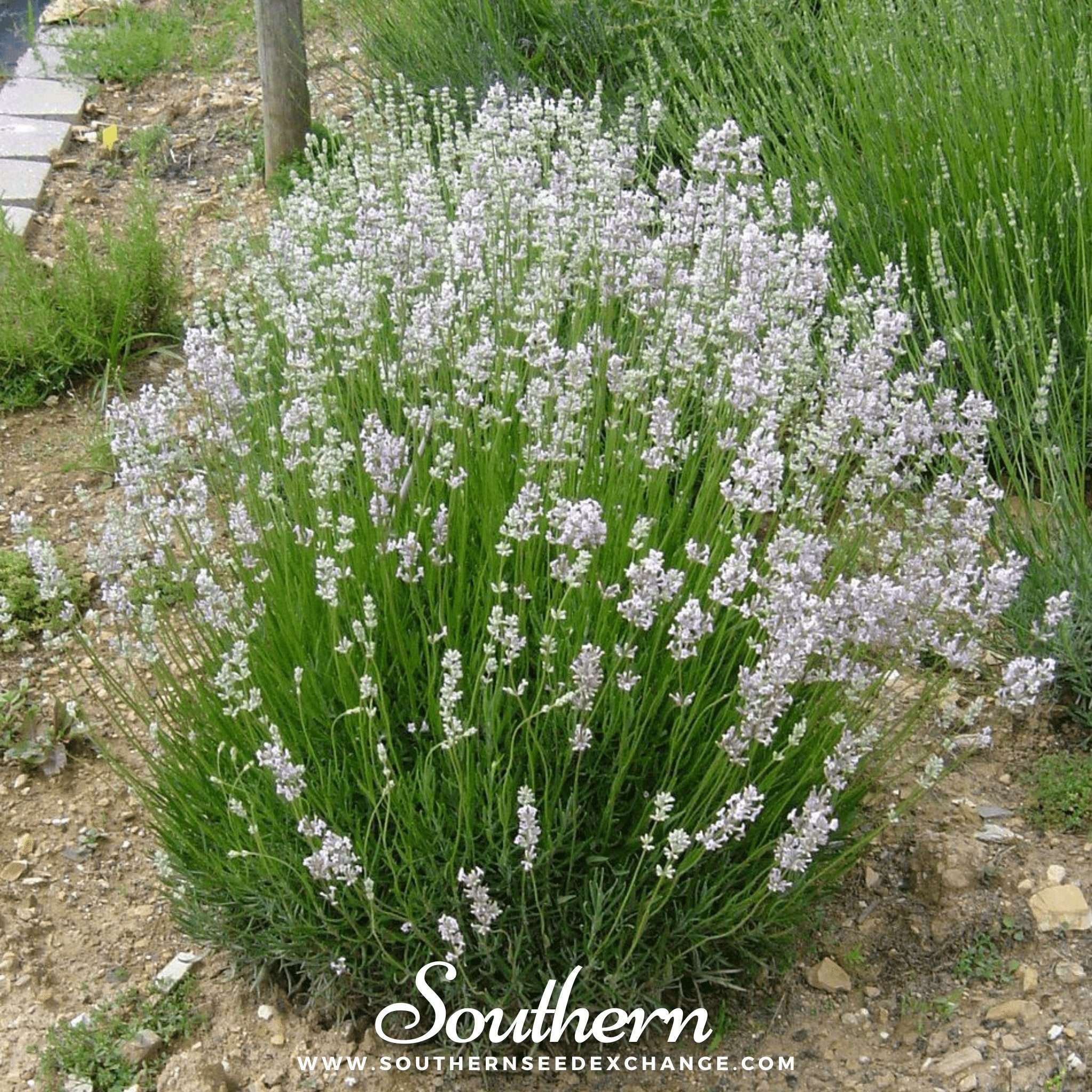 Lavender, Pink (Lavandula angustifolia rosea) - 20 Seeds - Southern Seed Exchange