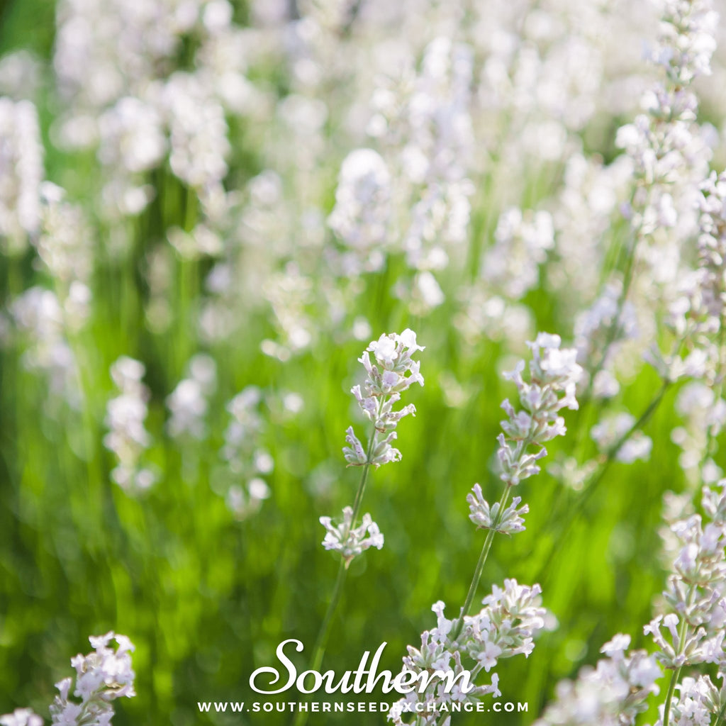 Lavender, Snow (Lavandula angustifolia Ellagance Snow) - 20 Seeds - Southern Seed Exchange