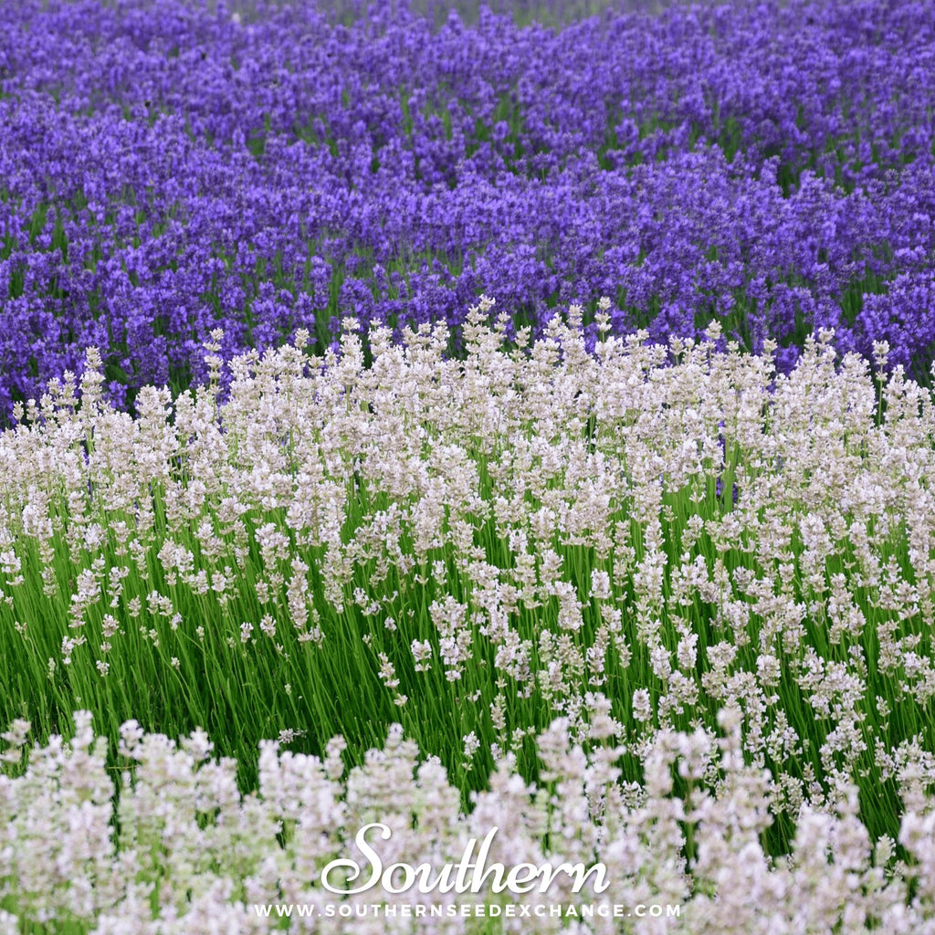 Lavender, Snow (Lavandula angustifolia Ellagance Snow) - 20 Seeds - Southern Seed Exchange
