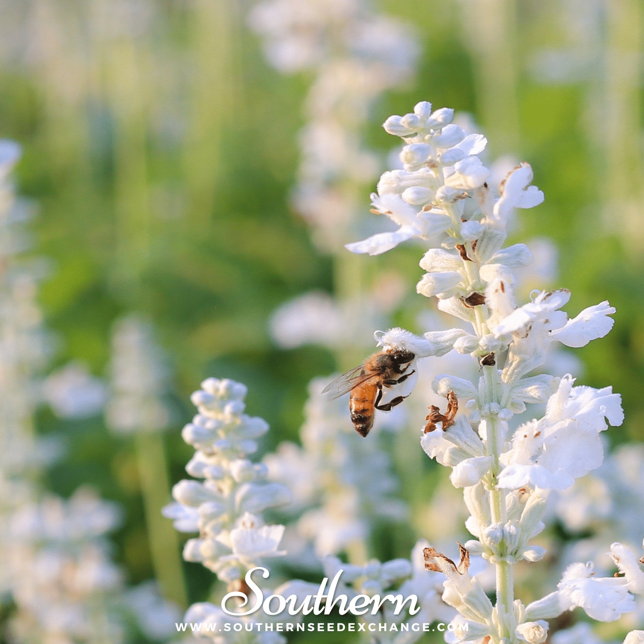 Lavender, Snow (Lavandula angustifolia Ellagance Snow) - 20 Seeds - Southern Seed Exchange