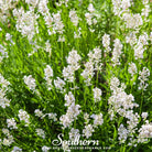 Lavender, Snow (Lavandula angustifolia Ellagance Snow) - 20 Seeds - Southern Seed Exchange