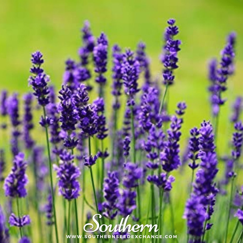 Lavender, Vera (Lavandula angustifolia Vera) -100 Seeds - Southern Seed Exchange