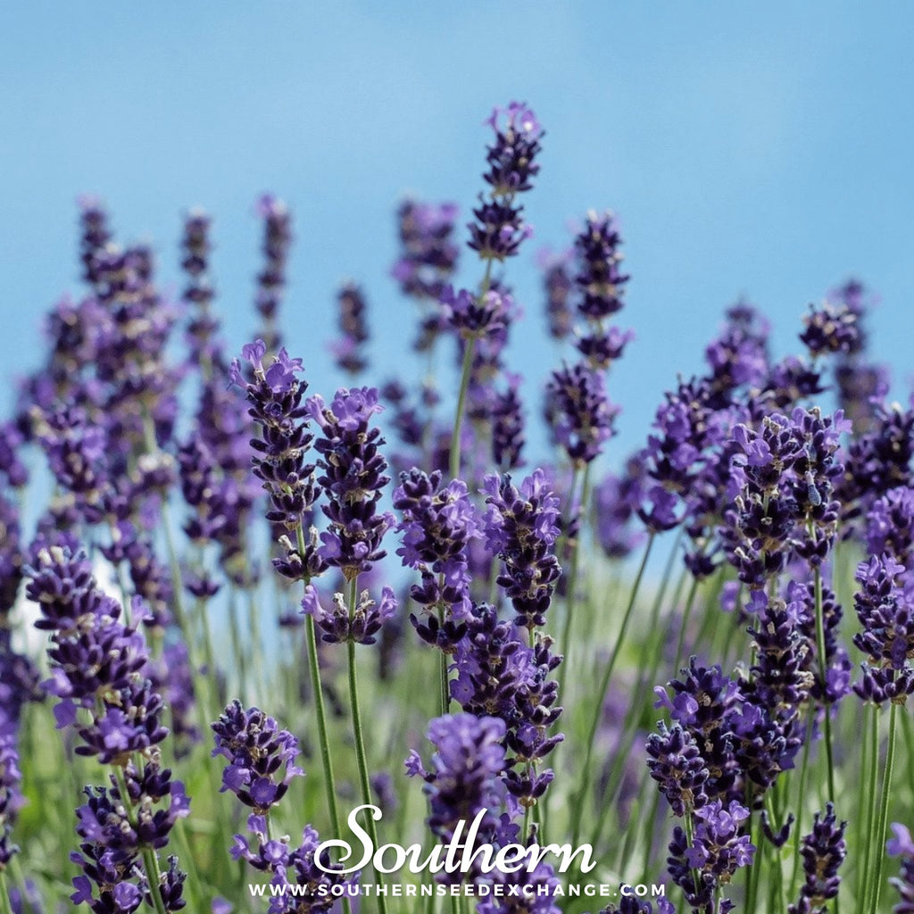 Lavender, Vera (Lavandula angustifolia Vera) -100 Seeds - Southern Seed Exchange