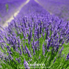 Lavender, Vera (Lavandula angustifolia Vera) -100 Seeds - Southern Seed Exchange