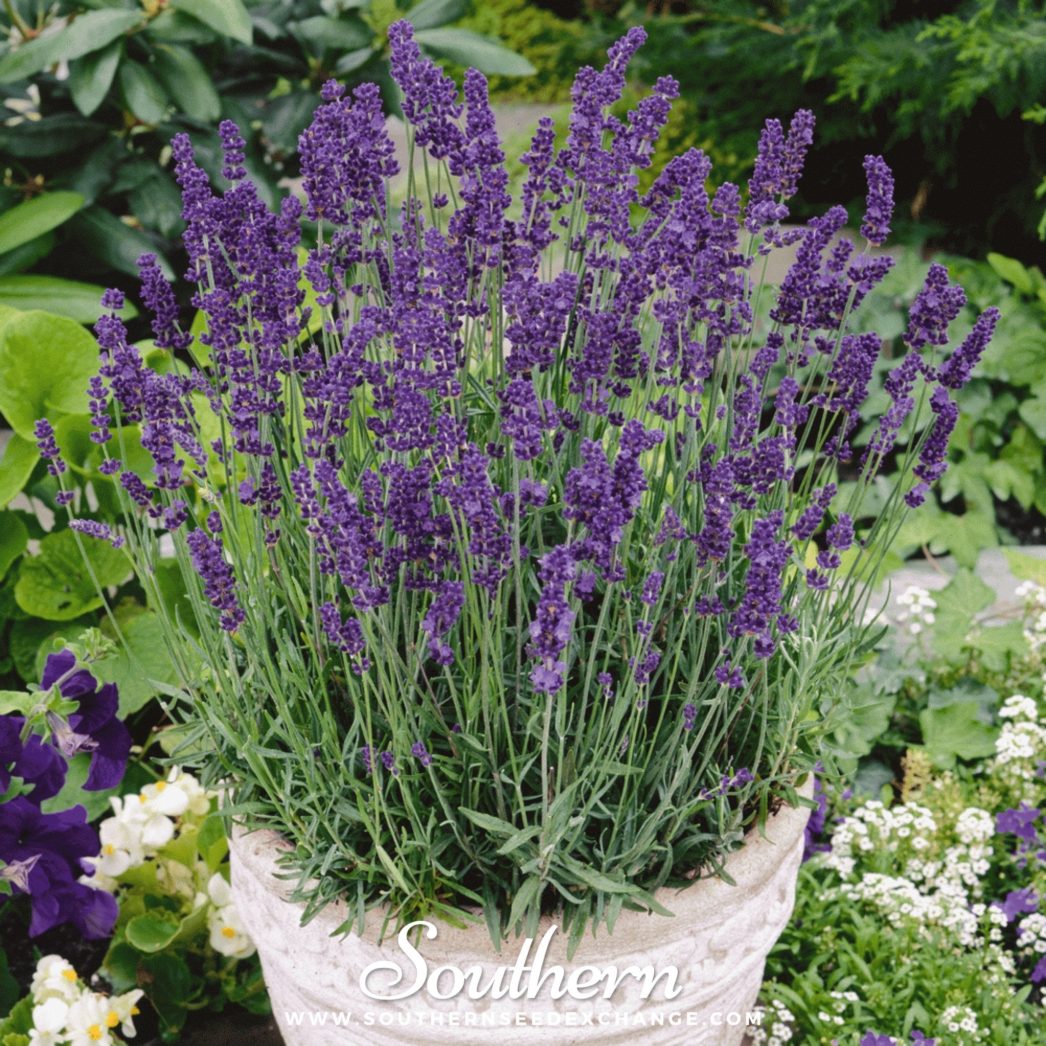 Lavender, Vera (Lavandula angustifolia Vera) -100 Seeds - Southern Seed Exchange