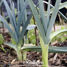 Leek, American Flag (Allium porrum) - 200 Seeds - Southern Seed Exchange