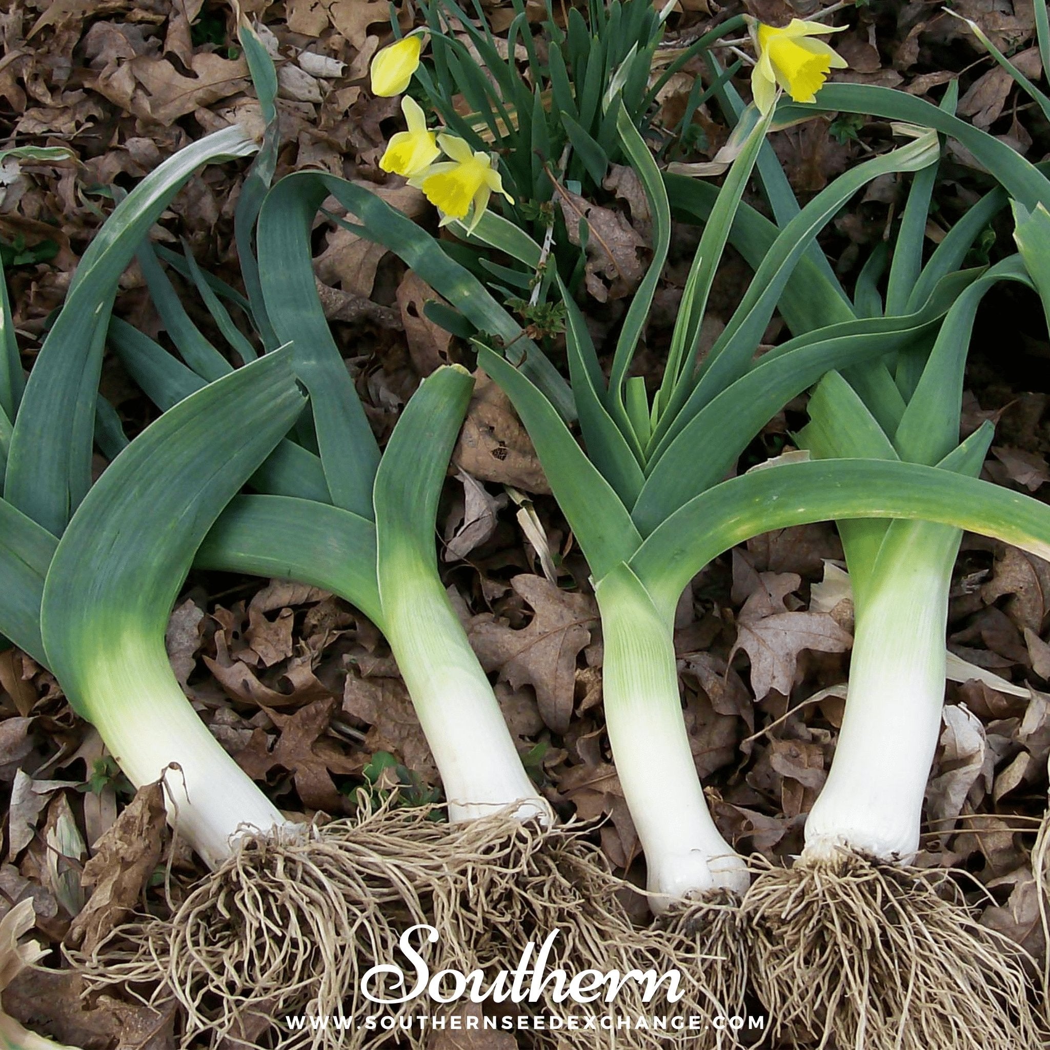 Leek, American Flag (Allium porrum) - 200 Seeds - Southern Seed Exchange