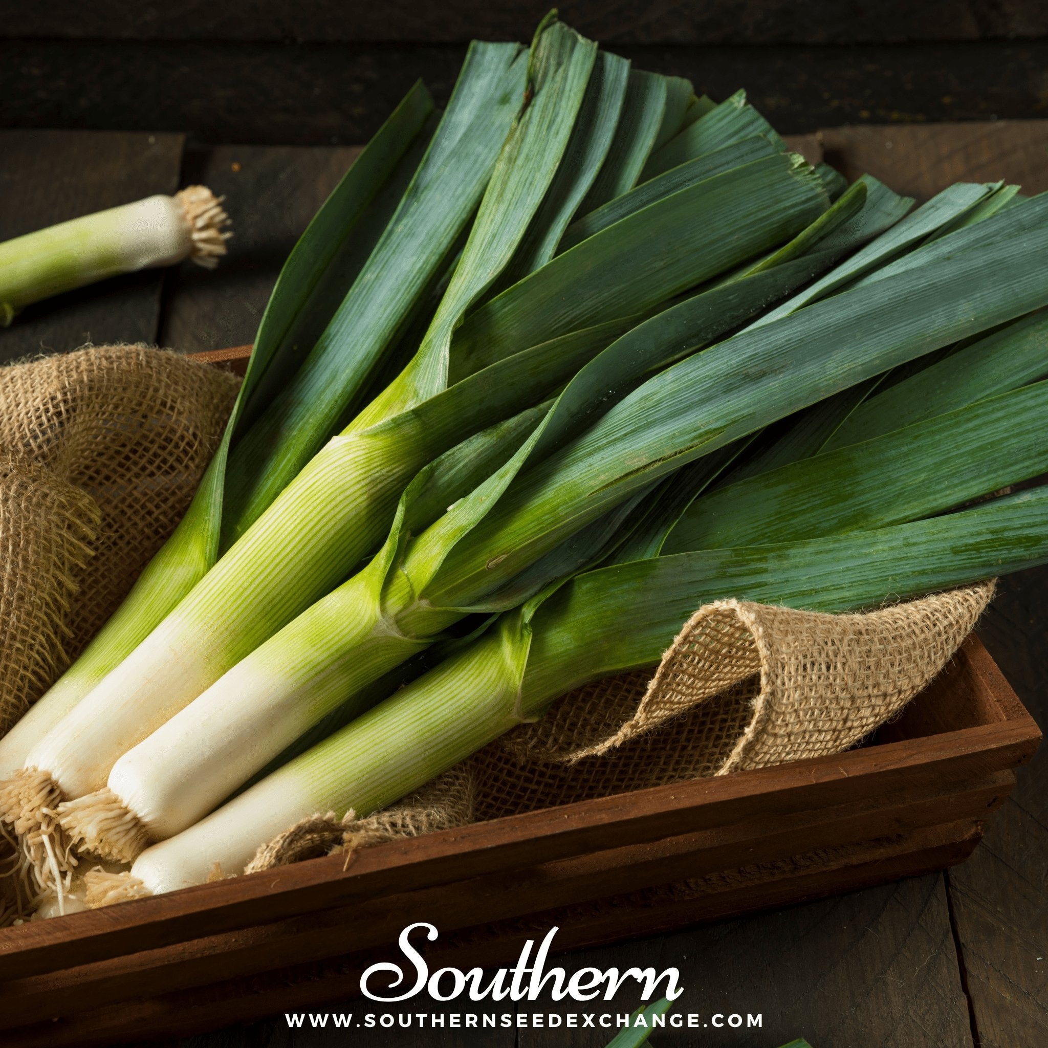 Leek, American Flag (Allium porrum) - 200 Seeds - Southern Seed Exchange