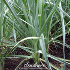 Leek, Giant Musselburgh (Allium porrum) - 200 Seeds - Southern Seed Exchange