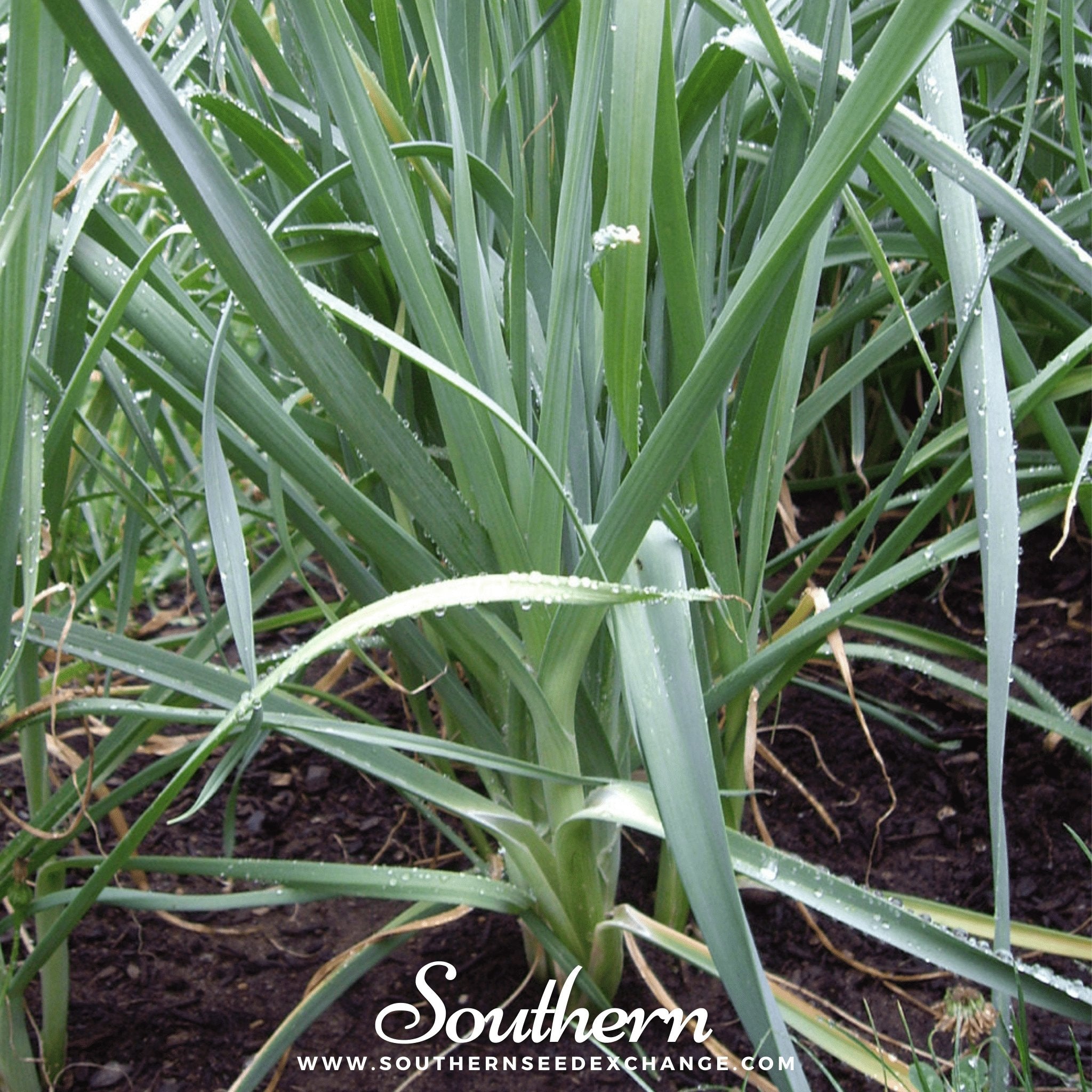 Leek, Giant Musselburgh (Allium porrum) - 200 Seeds - Southern Seed Exchange