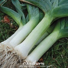 Leek, Giant Musselburgh (Allium porrum) - 200 Seeds - Southern Seed Exchange