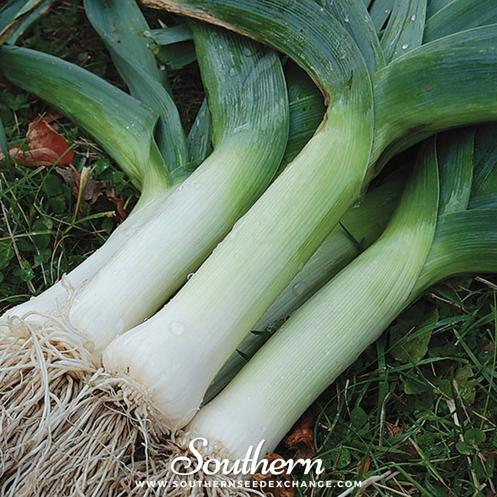 Leek, Giant Musselburgh (Allium porrum) - 200 Seeds - Southern Seed Exchange