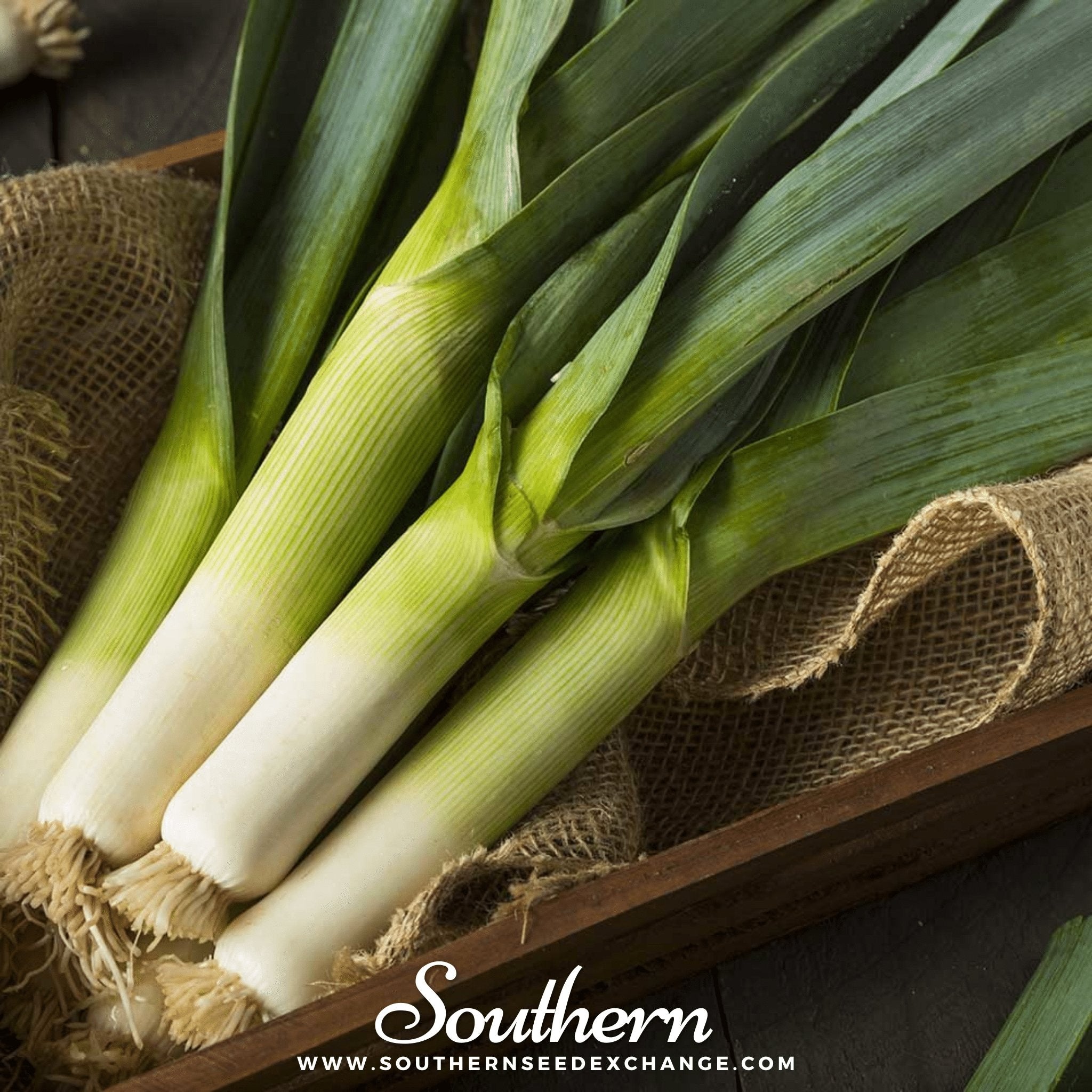 Leek, Giant Musselburgh (Allium porrum) - 200 Seeds - Southern Seed Exchange