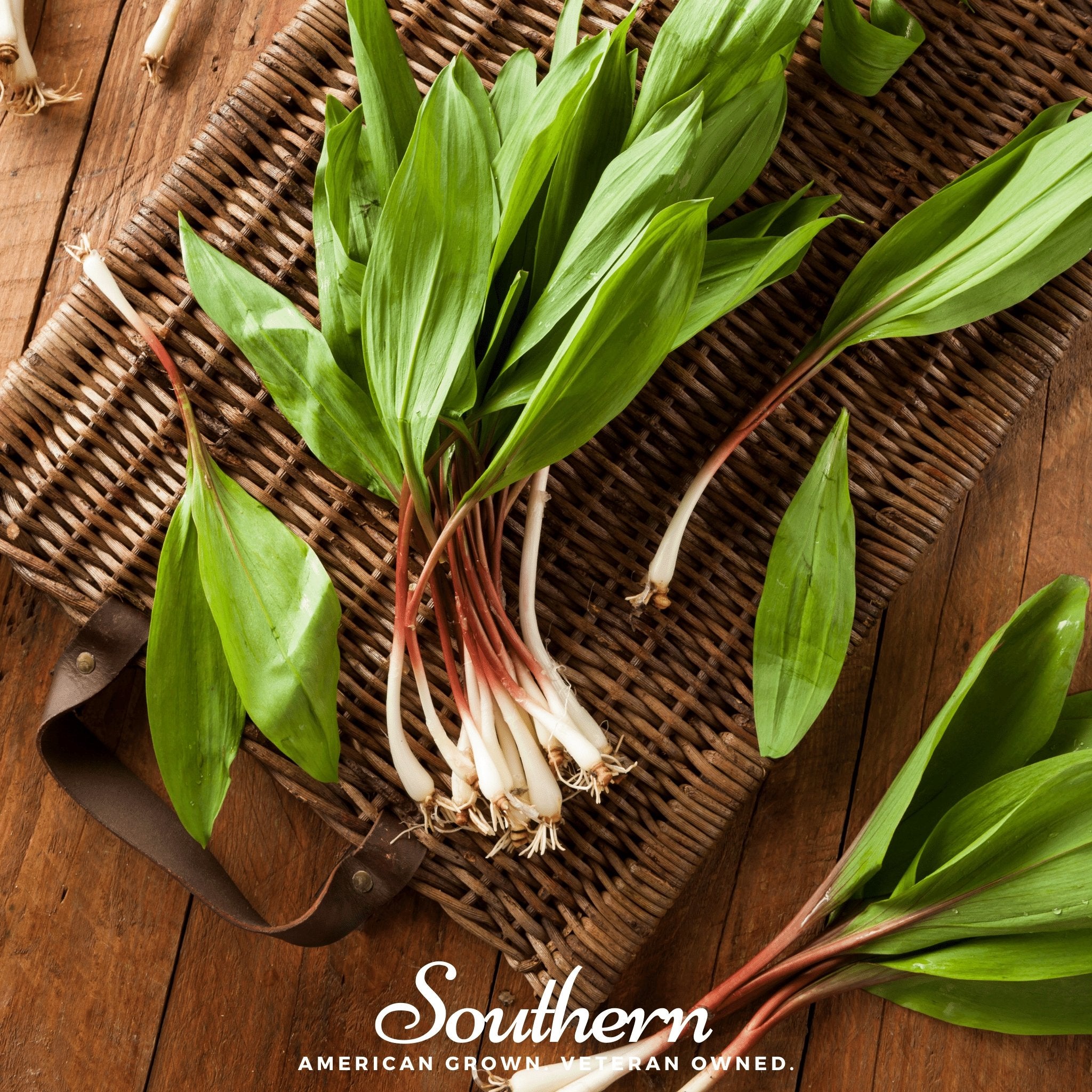 Leek, Wild - Wild Ramps (Allium tricoccum) - 10 Seeds - Southern Seed Exchange