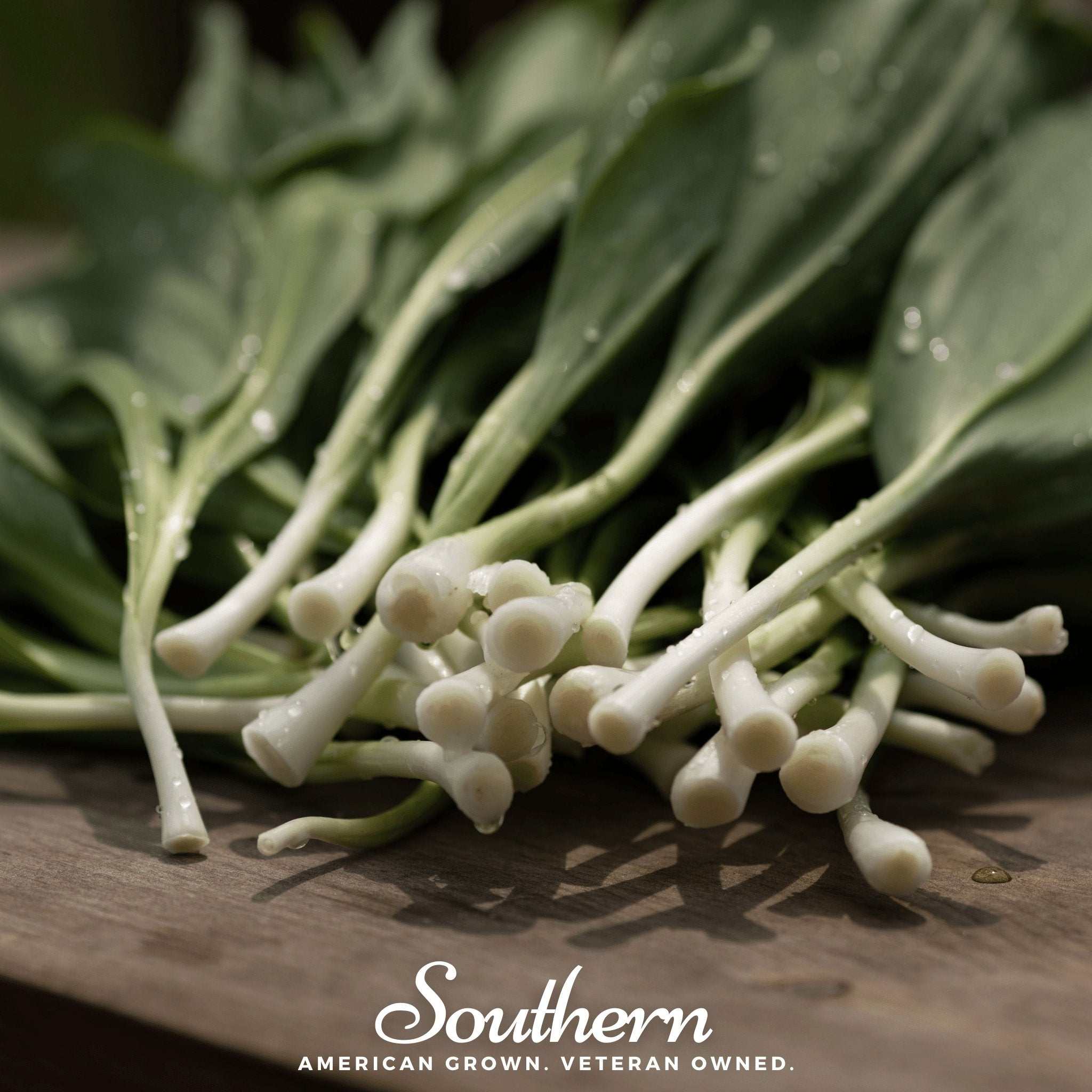 Leek, Wild - Wild Ramps (Allium tricoccum) - 10 Seeds - Southern Seed Exchange