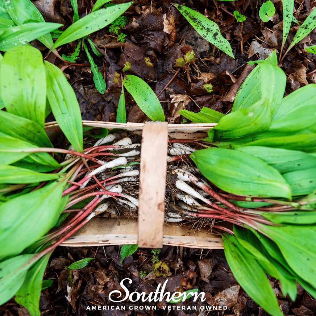 Leek, Wild - Wild Ramps (Allium tricoccum) - 10 Seeds - Southern Seed Exchange