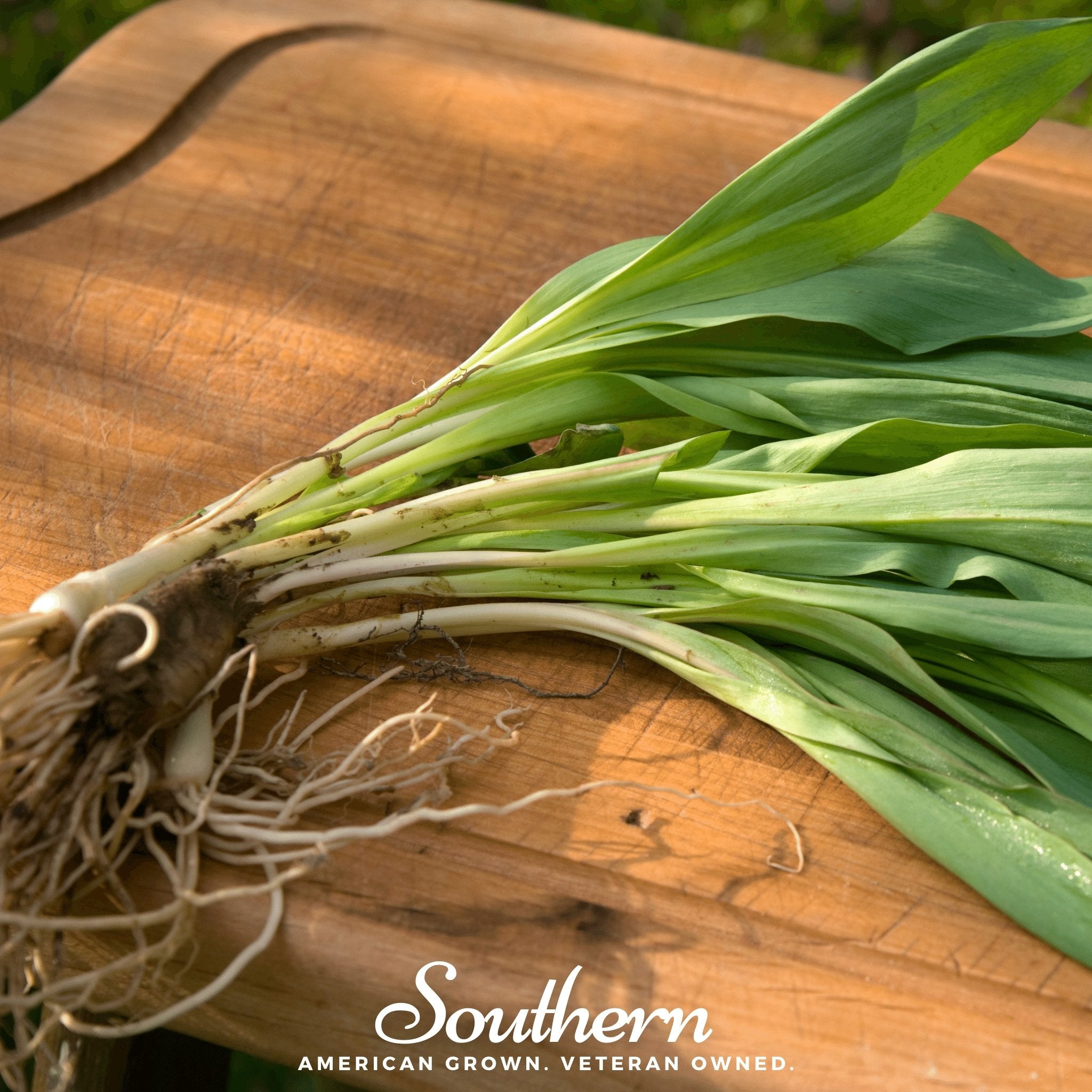 Leek, Wild - Wild Ramps (Allium tricoccum) - 10 Seeds - Southern Seed Exchange