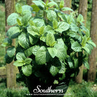 Lemon Balm (Melissa officinalis) - 100 Seeds - Southern Seed Exchange