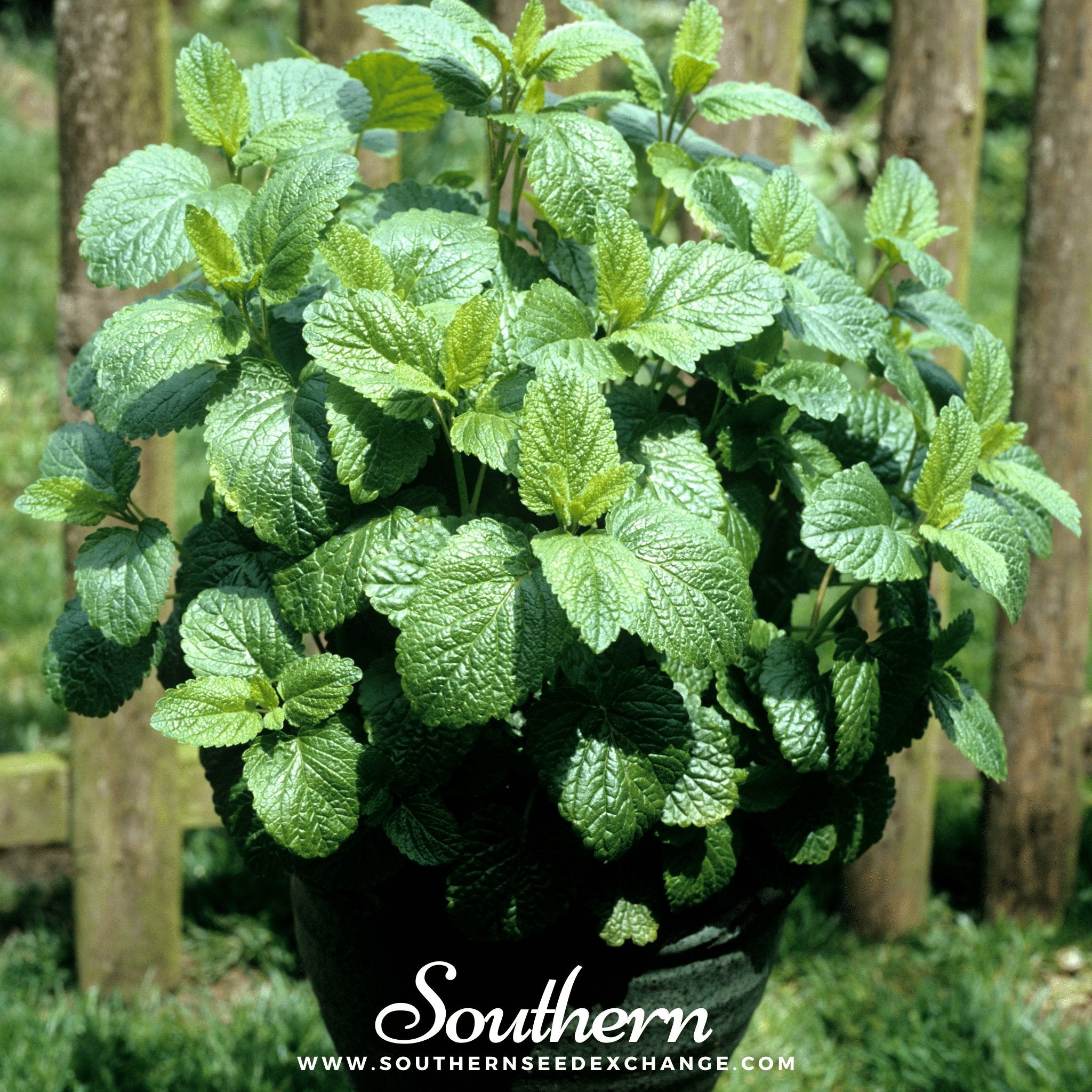 Lemon Balm (Melissa officinalis) - 100 Seeds - Southern Seed Exchange