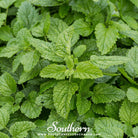 Lemon Balm (Melissa officinalis) - 100 Seeds - Southern Seed Exchange