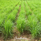 Lemon Grass (Cymbopogon Flexuosus) - 100 Seeds - Southern Seed Exchange