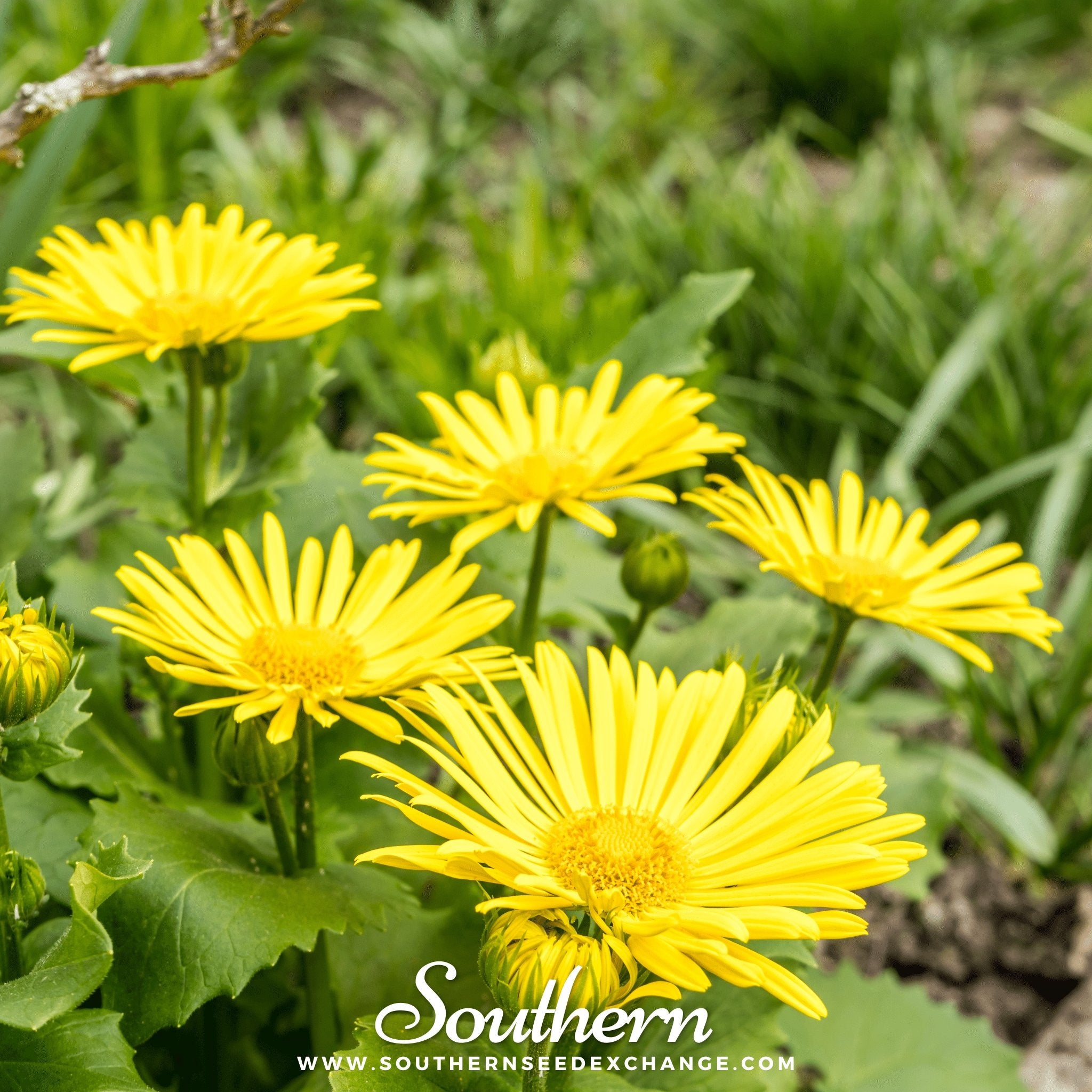 Leopard’s Bane (Doronicum Orientale) - 50 Seeds - Southern Seed Exchange