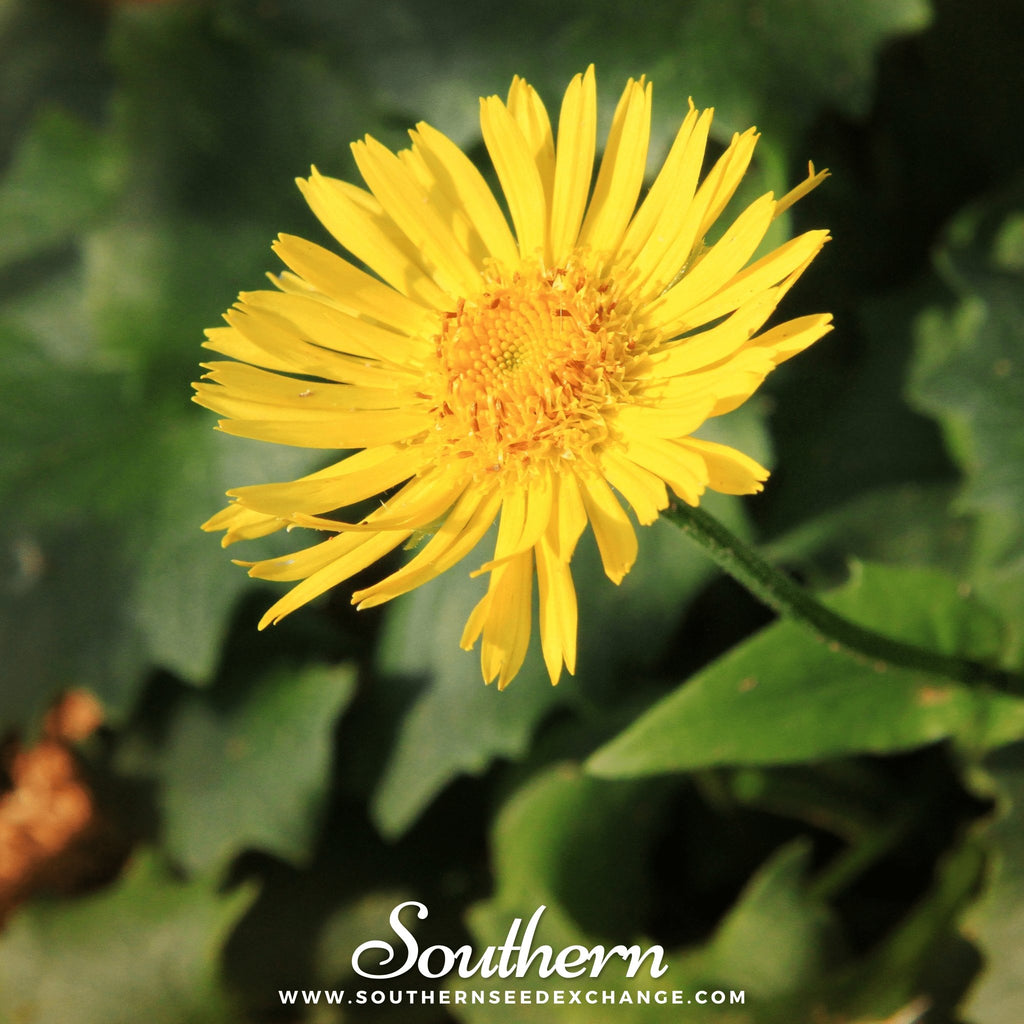 Leopard’s Bane (Doronicum Orientale) - 50 Seeds - Southern Seed Exchange