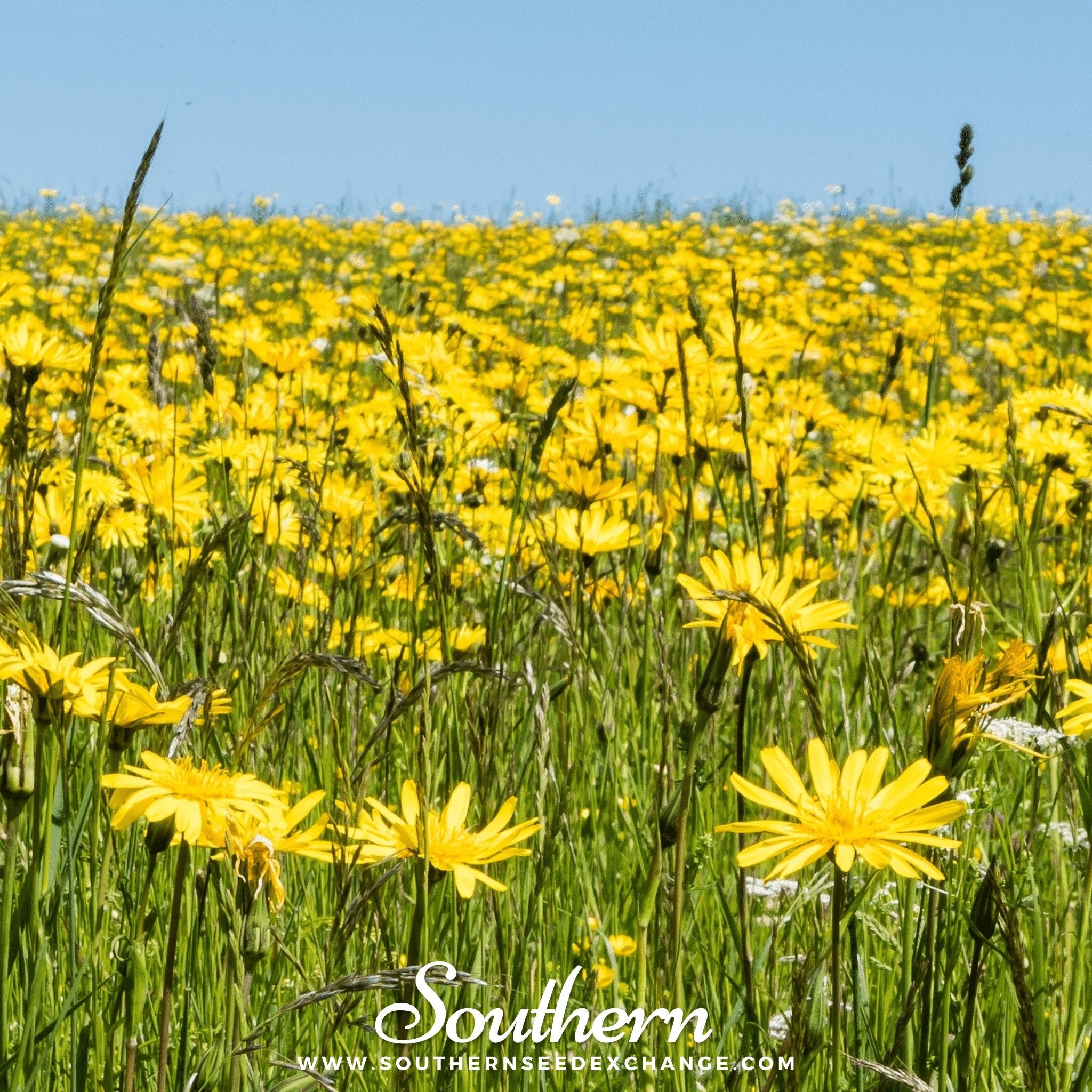 Leopard’s Bane (Doronicum Orientale) - 50 Seeds - Southern Seed Exchange