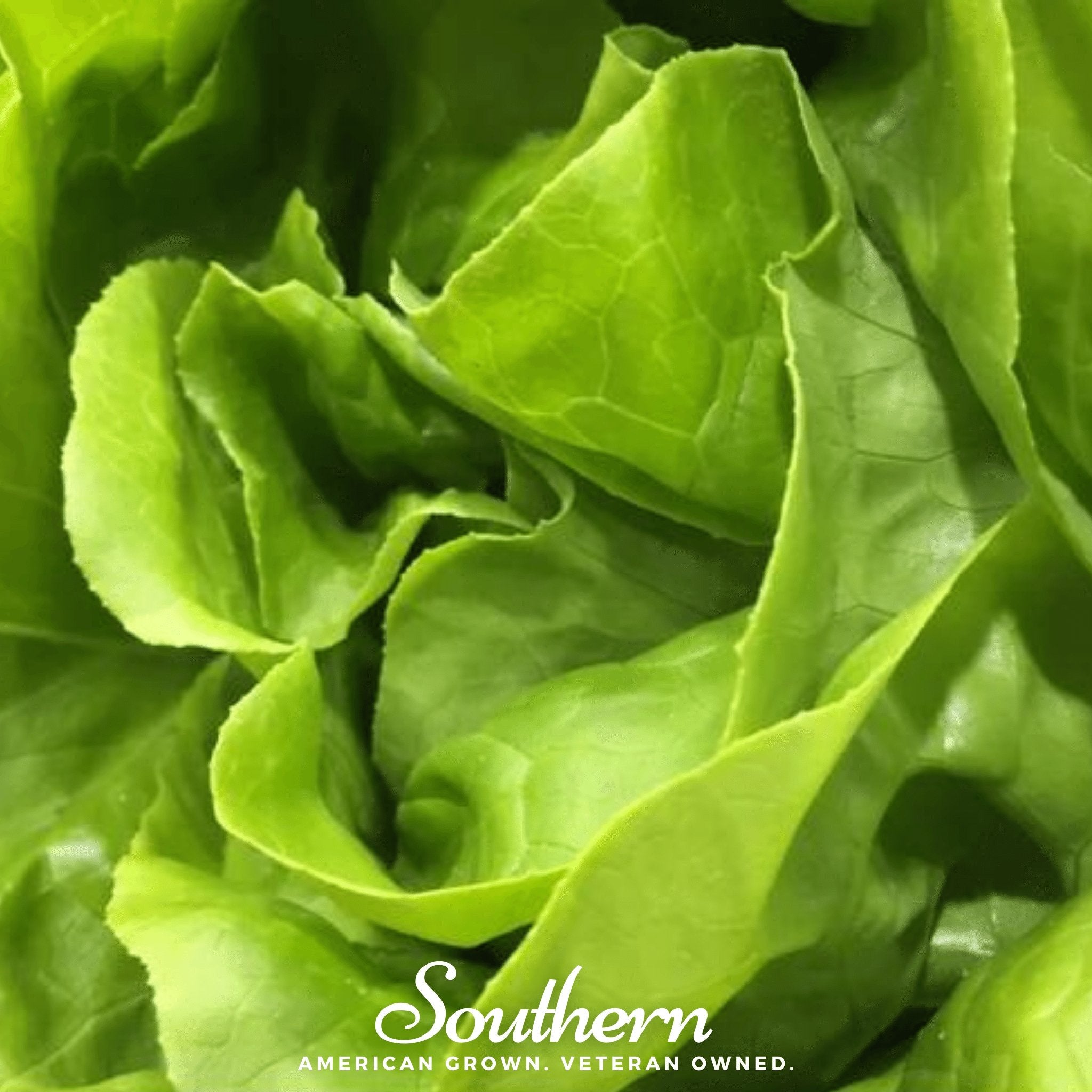 Lettuce, Bibb, Summer (Lactuca sativa) - 500 Seeds - Southern Seed Exchange