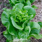 Lettuce, Bibb, Summer (Lactuca sativa) - 500 Seeds - Southern Seed Exchange