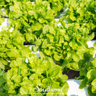 Lettuce, Buttercrunch (Lactuca sativa) - 500 Seeds - Southern Seed Exchange